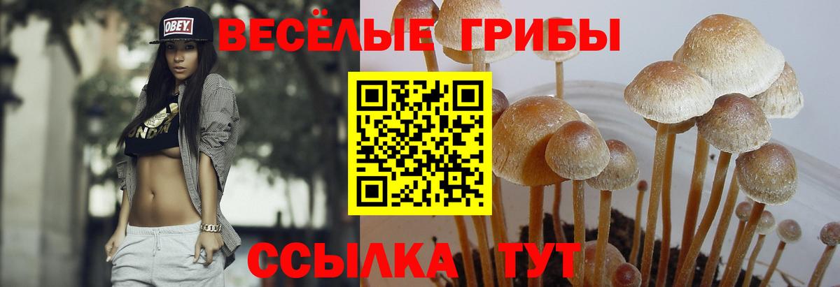 Псков  Галлюциногенные грибы ЛСД  Вход с VPN  Псилоцибиновые грибы прущие грибы 